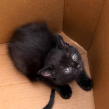 Domestic Medium Hair and Domestic Short Hair Cats Available for Adoption in Marshall, Texas - Silhouette | PetCurious