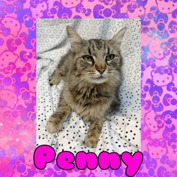 Domestic Long Hair Cats Available for Adoption in Royse City, Texas - Penny | PetCurious