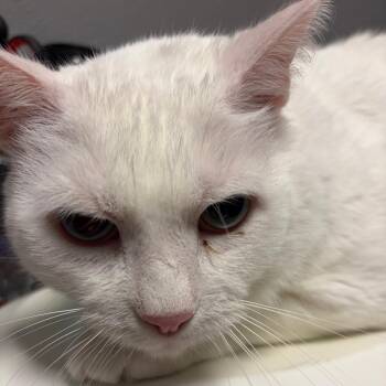 Domestic Short Hair Cats Available for Adoption - Sammie | PetCurious