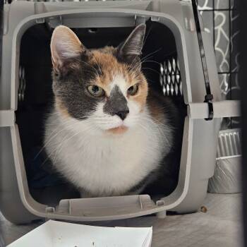 Rescue Domestic Short Hair Cats for Adoption in Salt Lake City, Utah - Fancy Pants | PetCurious