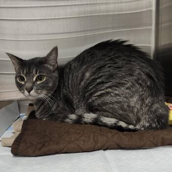 Lily -  Domestic Short Hair Cat for Adoption in Tampa, Florida - Lily | PetCurious