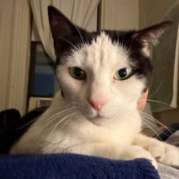 Darling -  Domestic Short Hair Cat for Adoption - Darling | PetCurious