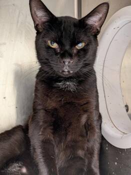 Munchlax -  Domestic Short Hair Cat for Adoption in Montreal, Quebec - Munchlax | PetCurious