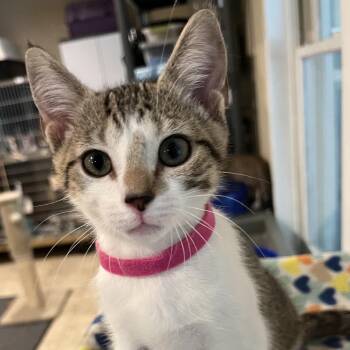 Jacey -  Domestic Short Hair Cat for Adoption in Peachtree City, Georgia - Jacey | PetCurious
