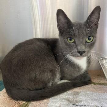 Alys -  Domestic Short Hair Cat for Adoption in Greensboro, North Carolina - Alys | PetCurious