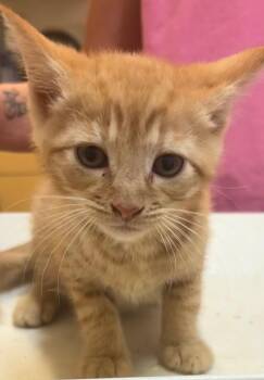 JUDE -  Domestic Short Hair Cat for Adoption in Elizabethton, Tennessee - JUDE | PetCurious