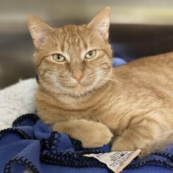 Rescue Domestic Short Hair Cats for Adoption in Collierville, Tennessee - Atlas | PetCurious