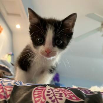 Rescue Domestic Short Hair and Tuxedo Cats for Adoption in Mastic, New York - Misty | PetCurious