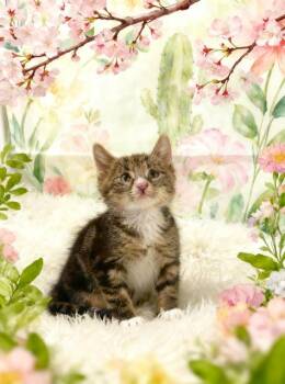 Nomad -  Domestic Medium Hair Cat Available for Adoption in Tehachapi, California - Nomad | PetCurious