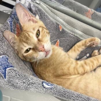 Kane -  Domestic Short Hair Cat for Adoption in Sarasota, Florida - Kane | PetCurious