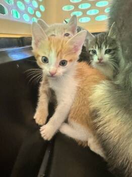 Rescue Domestic Short Hair Cats for Adoption in Albany, Wisconsin - Truett | PetCurious