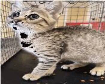 Sally -  Domestic Short Hair Cat for Adoption in Largo, Florida - Sally | PetCurious