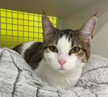 Menu -  Domestic Short Hair Cat for Adoption in Kansas City, Missouri - Menu | PetCurious