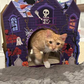 Waffle-LOVE HIM A WAFFLE LOT -  Domestic Medium Hair Cat for Adoption - Waffle-LOVE HIM A WAFFLE LOT | PetCurious