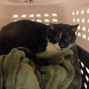 Domestic Short Hair Cats Available for Adoption in Lynchburg, Virginia - Noodlez | PetCurious