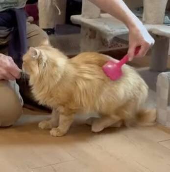 Angela -  Domestic Long Hair Cat for Adoption in Wells, Maine - Angela | PetCurious