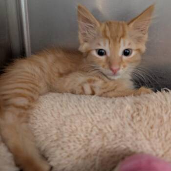 Nebula -  Domestic Medium Hair Cat for Adoption in Titusville, Florida - Nebula | PetCurious