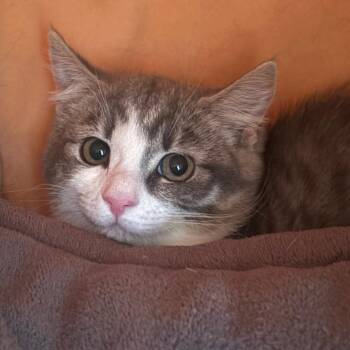 Tinkerbell -  Domestic Short Hair Cat for Adoption in Buffalo, New York - Tinkerbell | PetCurious