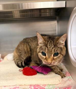 Domestic Short Hair Cats Available for Adoption in Mineral, Virginia - Callie Girl | PetCurious