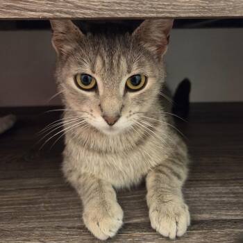 Chili -  Tabby and Domestic Short Hair Cat for Adoption in UNIVERSITY PA, Maryland - Chili | PetCurious