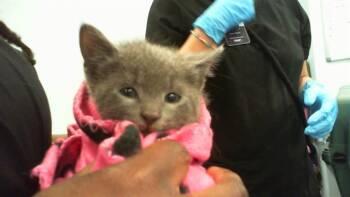 Domestic Short Hair Cats Available for Adoption in Charlotte, North Carolina - A1262559 | PetCurious