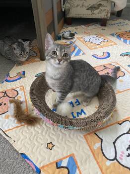 Millie -  Domestic Short Hair Cat for Adoption in Tarrytown, Georgia - Millie | PetCurious