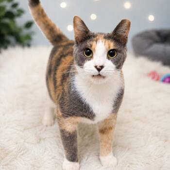 Dahlia -  Domestic Short Hair Cat for Adoption in Missouri City, Texas - Dahlia | PetCurious