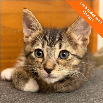 Tiger -  Domestic Short Hair Cat for Adoption in Pleasant Hill, California - Tiger | PetCurious