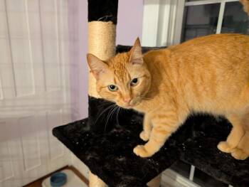 Domestic Short Hair Cats Available for Adoption in Greenwich Township, New Jersey - Daisy | PetCurious