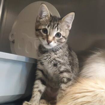 Dior -  Domestic Short Hair Cat for Adoption in Spokane, Washington - Dior | PetCurious