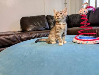 Rescue Domestic Short Hair and Tabby Cats for Adoption in Houston, Texas - Cilantro | PetCurious