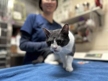 Rescue Domestic Short Hair Cats for Adoption in Raleigh, North Carolina - FABULOSO | PetCurious