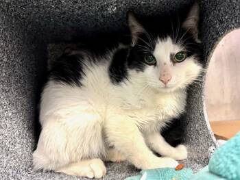 Rescue Domestic Short Hair Cats for Adoption in New York, New York - Ash | PetCurious