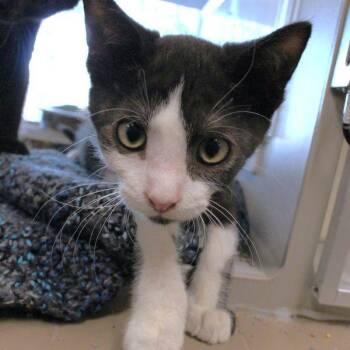 Jack -  Domestic Short Hair Cat for Adoption in Des Moines, Iowa - Jack | PetCurious