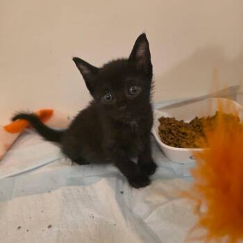 Rook -  Domestic Short Hair Cat for Adoption in Okmulgee, Oklahoma - Rook | PetCurious