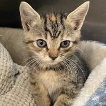 Sutton -  Domestic Short Hair Cat for Adoption in Greensboro, Georgia - Sutton | PetCurious