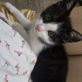 Aro -  Domestic Short Hair Cat Available for Adoption in Brea, California - Aro | PetCurious