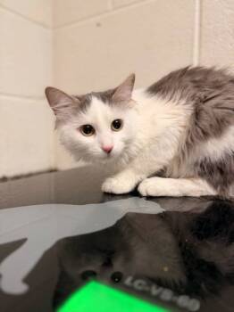 Rescue Domestic Short Hair Cats for Adoption in Knoxville, Tennessee - Georgia | PetCurious