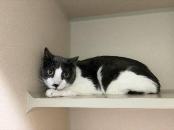 MISTER -  Domestic Short Hair Cat for Adoption in Loveland, Colorado - MISTER | PetCurious