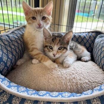Domestic Short Hair Cats Available for Adoption in Eatontown, New Jersey - Zeus & Athena | PetCurious