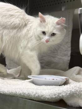 Domestic Medium Hair and Domestic Short Hair Cats Available for Adoption in Montreal, Quebec - Lea | PetCurious