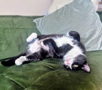 Taco -  Domestic Short Hair Cat for Adoption in Montreal, Quebec - Taco | PetCurious