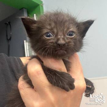 Oneida -  Domestic Short Hair Cat for Adoption in Washington, District Of Columbia - Oneida | PetCurious