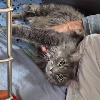 Juliet -  Domestic Long Hair Cat for Adoption in Carsonville, Michigan - Juliet | PetCurious