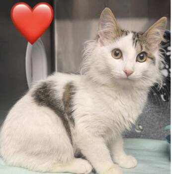 Victoria -  Domestic Medium Hair Cat for Adoption in Minneapolis, Minnesota - Victoria | PetCurious
