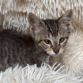 Boochie -  Domestic Short Hair Cat for Adoption in Huntsville, Alabama - Boochie | PetCurious