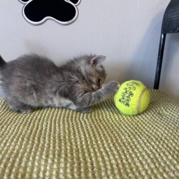 Domestic Short Hair Cats Available for Adoption in Little Rock, Arkansas - Camellia 26-018 | PetCurious