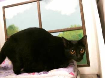 Domestic Short Hair Cats Available for Adoption - A2067699 | PetCurious