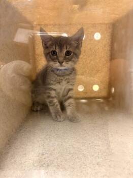 Domestic Short Hair Cats Available for Adoption in Riverside, California - WIZARD | PetCurious