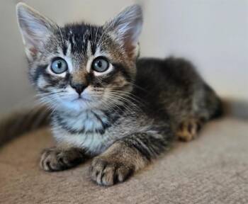 Domestic Short Hair Cats Available for Adoption in Sacramento, California - CHARLES | PetCurious